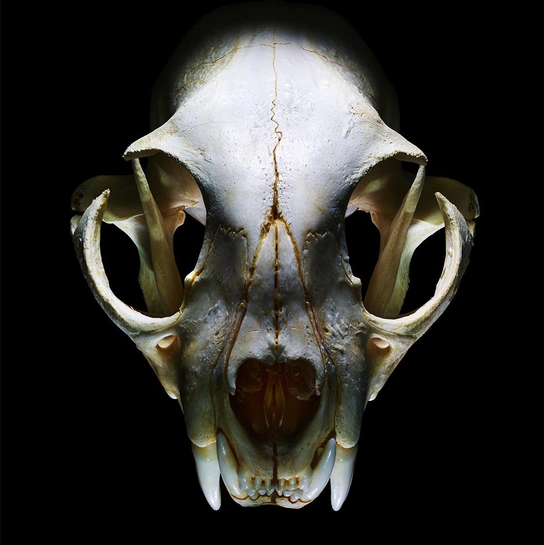 06vanitas